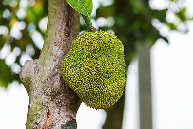 Spencer：关于复活《龙鳞化身》 目前没什么可说